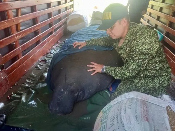 Salvaron a Manatí que había encallado en zona fluvial de Magdalena
