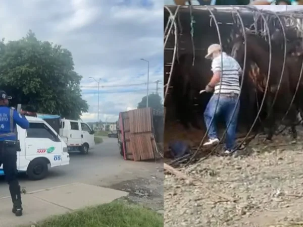 Caballos de “El Tino” Asprilla sobrevivieron a volcamiento en Tuluá; conductor huyó del lugar