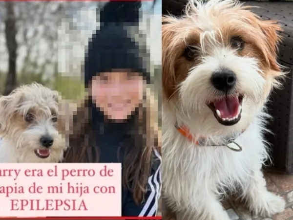 Indignación en Córdoba, Argentina: hombre mató a perro de soporte emocional de una niña con epilepsia porque orinó su auto