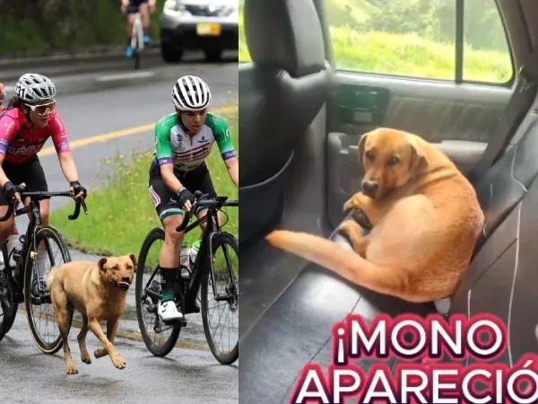 Tras hacerse viral, confirman que ‘Mono’, el perro de la Vuelta Femenina 2025, tiene hogar y está sano y salvo