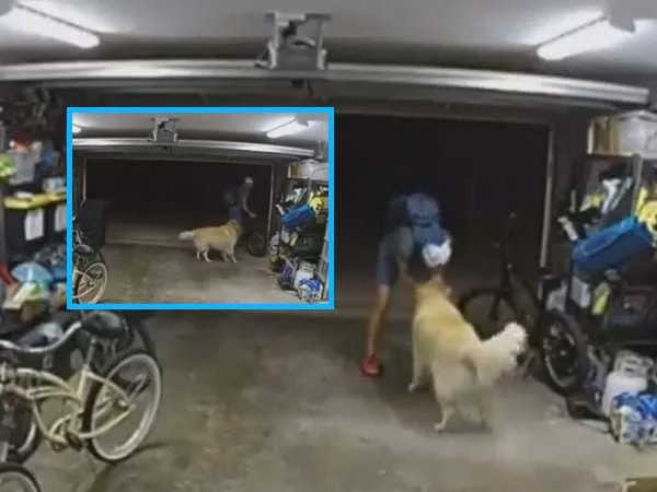 Fue a "robar" y se terminó quedando a jugar con un perro, en San Diego, Estados Unidos