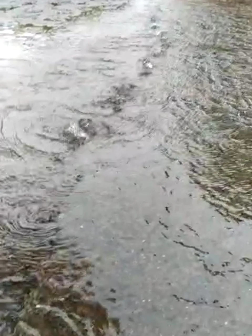 En Alameda vecinos se alertan porque “está saliendo agua debajo del pavimento”