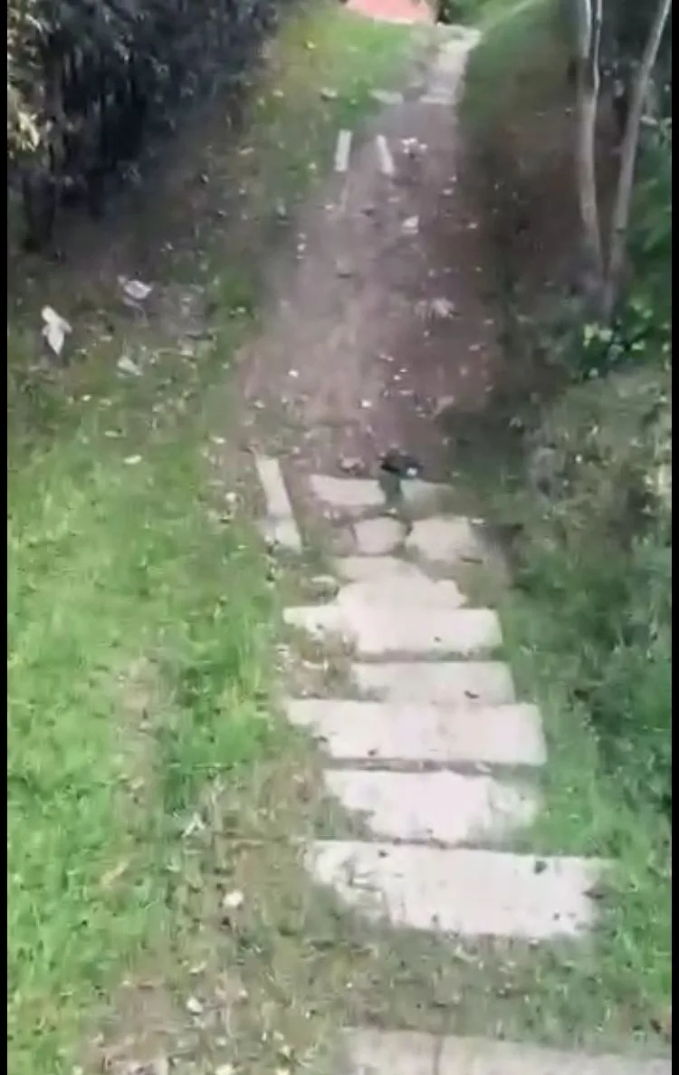 bajó el carro por un callejón