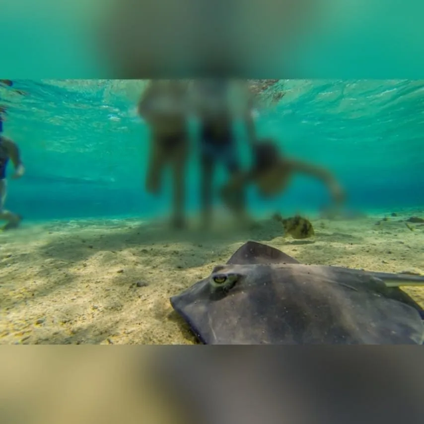 tour de mantarrayas en San Andrés