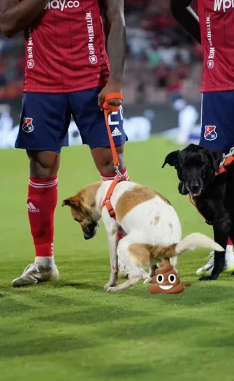 Perros hicieron sus necesidades en el Atanasio Girardot, "les dio buena suerte"