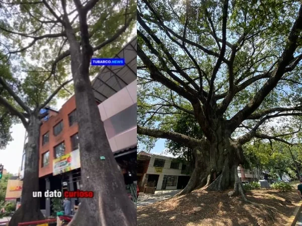 Los árboles de San Fernando, la Avenida Sexta y La Flora son notables y esconden historias del Cali de ayer