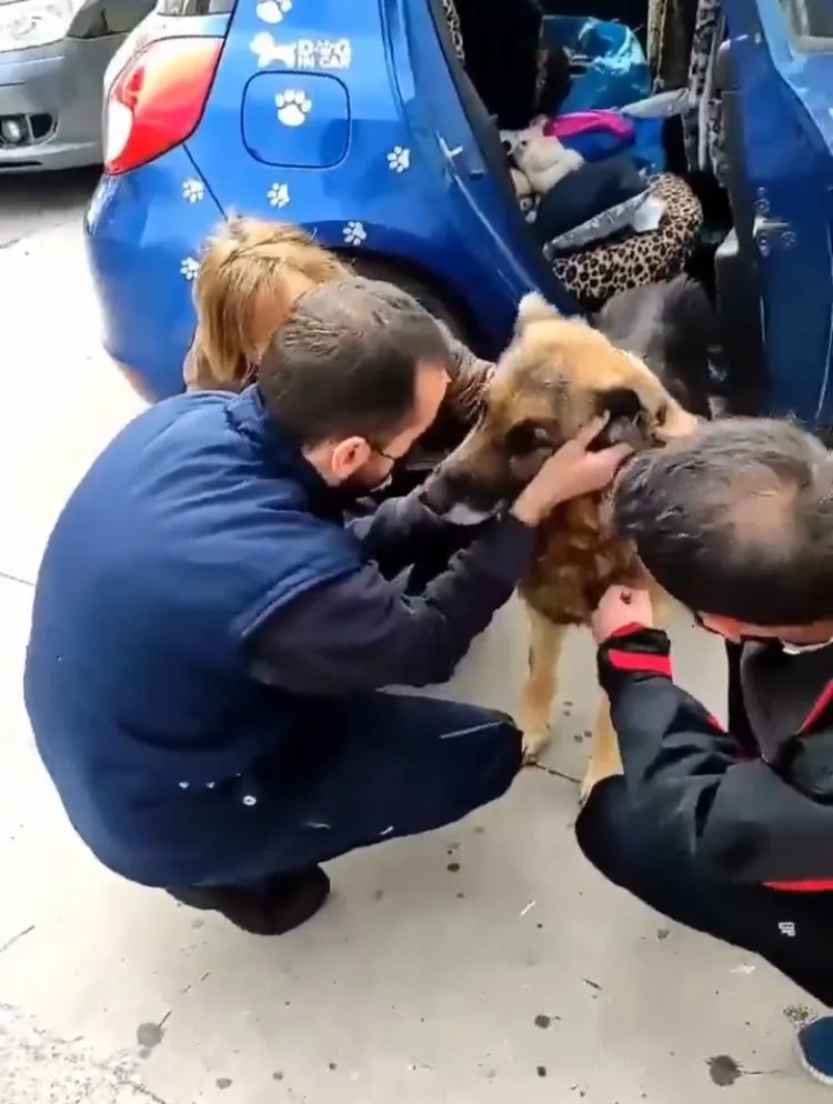 Dico, el perro que se reencontró con su familia en Granada España