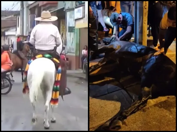 Por ahora no serán prohibidas, pero sí reguladas: lo que viene para las cabalgatas en el Valle del Cauca
