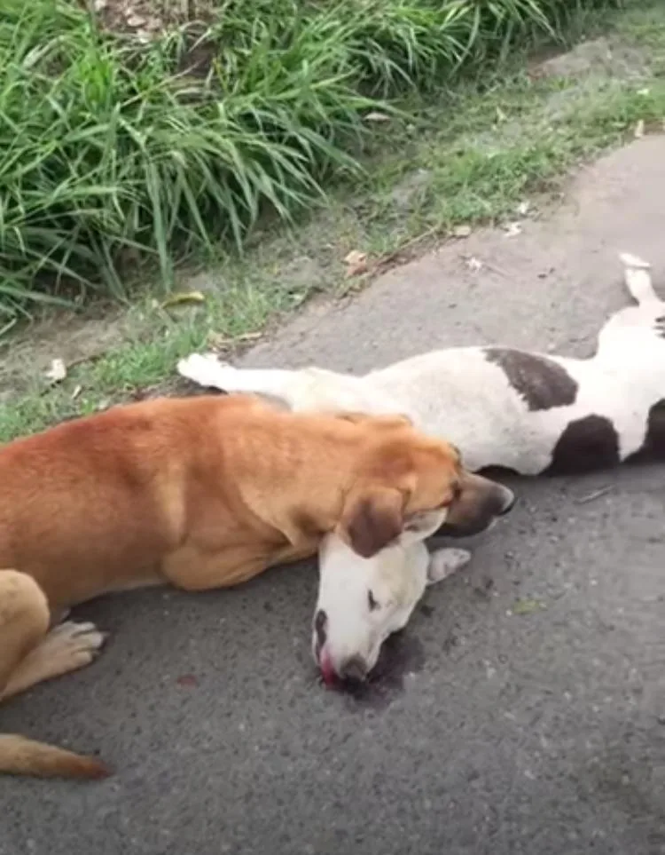 recta Cali-Palmira perros atropellados