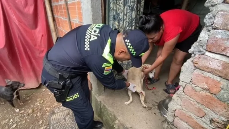 Capturan a hombre que agredió con machete a un perrito en Salónica, Valle.