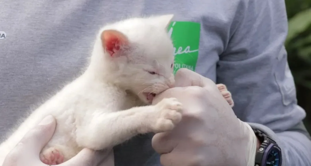 La felina albina rescatada en Amalfi vivirá en el Parque de la Conservación en Medellín