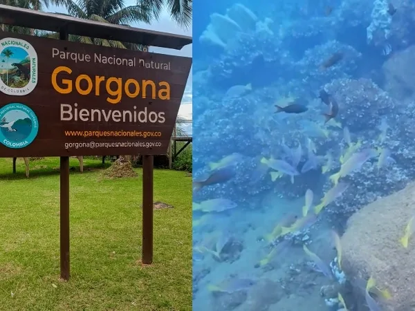 Gorgona: un destino místico en el pacífico colombiano; asi puede llegar desde Cali y disfrutar del acuario