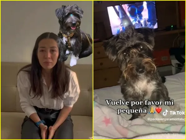 En medio de lágrimas Paola pide que le devuelvan a su perrita Azul, se la robaron cuando hacía compras