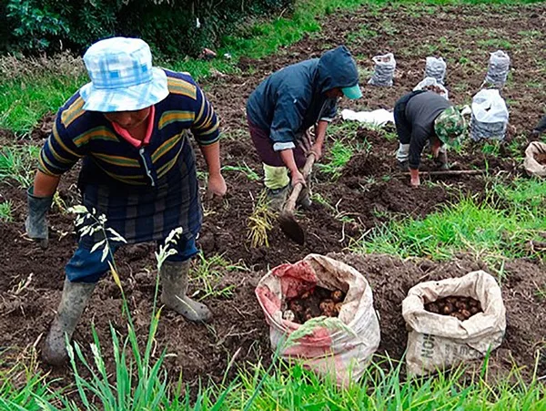 Apoyo al agro: se firmaron 32 alianzas para Nariño que beneficiarán a 1.262 pequeños productores