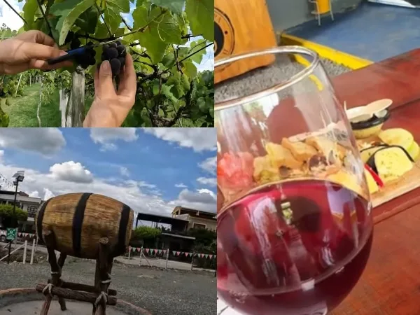 Tour por viñedos en el Valle; a solo 30 minutos de Palmira y una hora de Cali