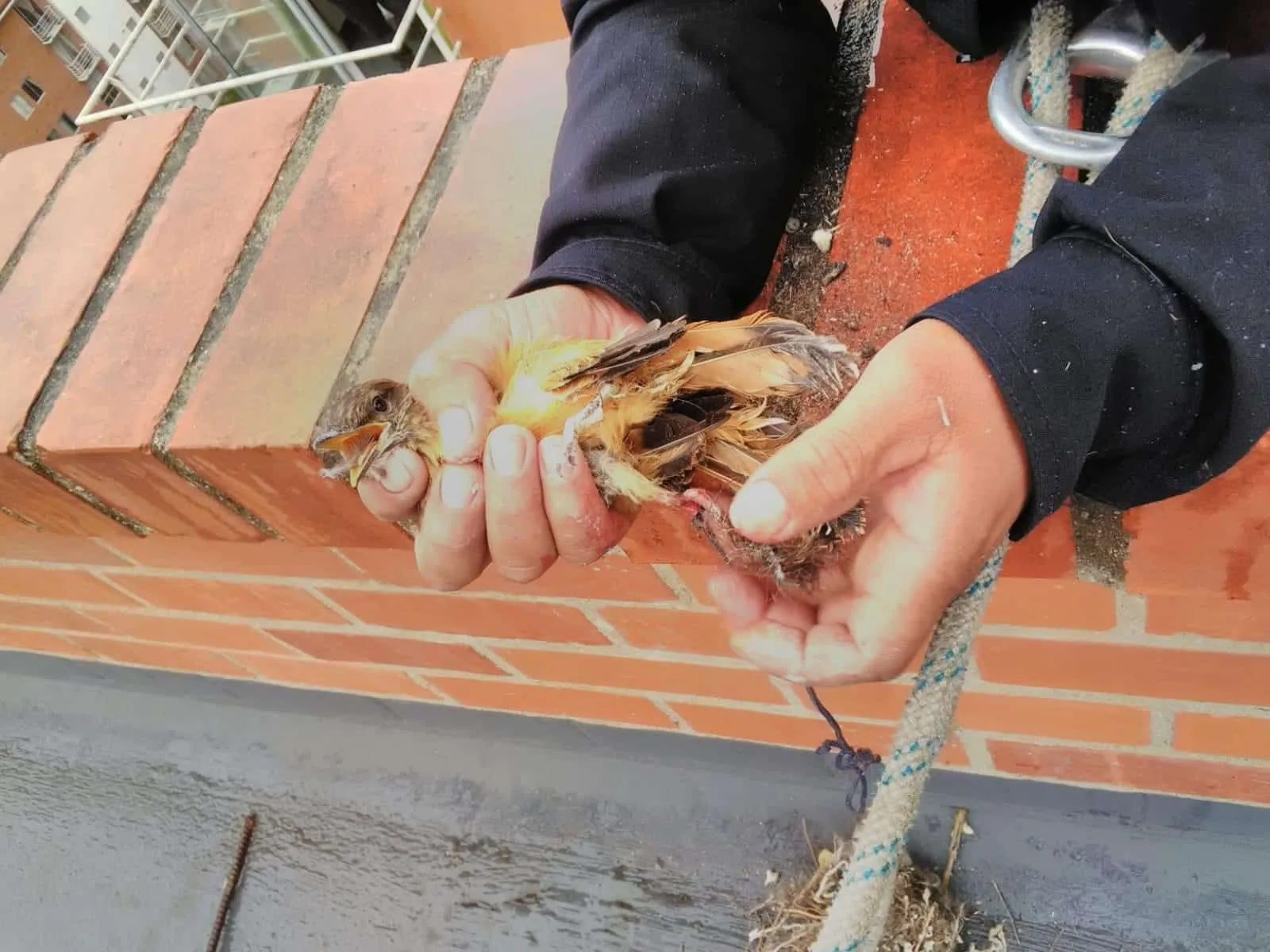 “No sólo protegemos la vida humana, también la de los animales”, bomberos de Pasto