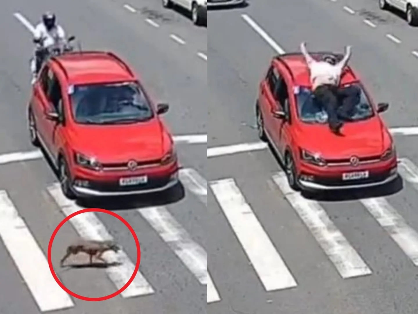 El perro, ya había cruzado y el lío le quedó a los conductores. el accidente perro