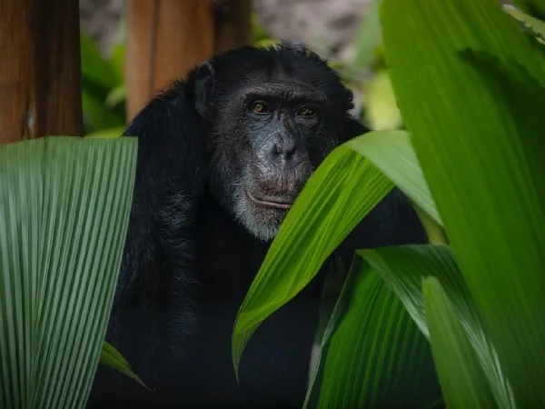 Yoko, chimpancé trasladado a Brasil.