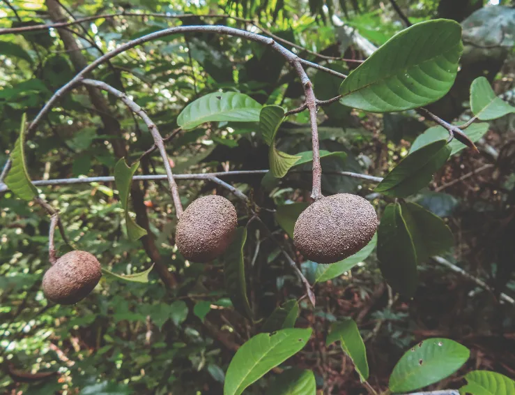 Ocho especies de árboles en riesgo de extinción en Antioquia