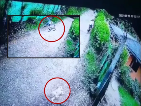 Ciclista perro Dagua