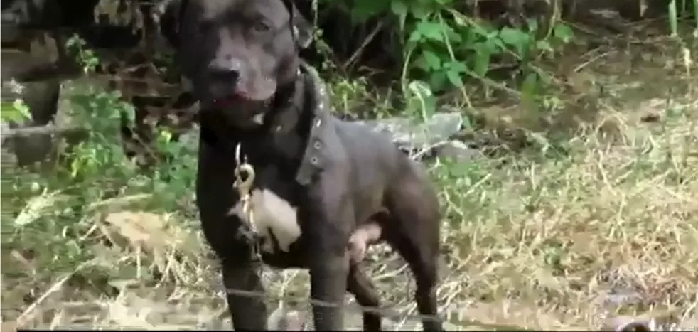 maltrato animal en