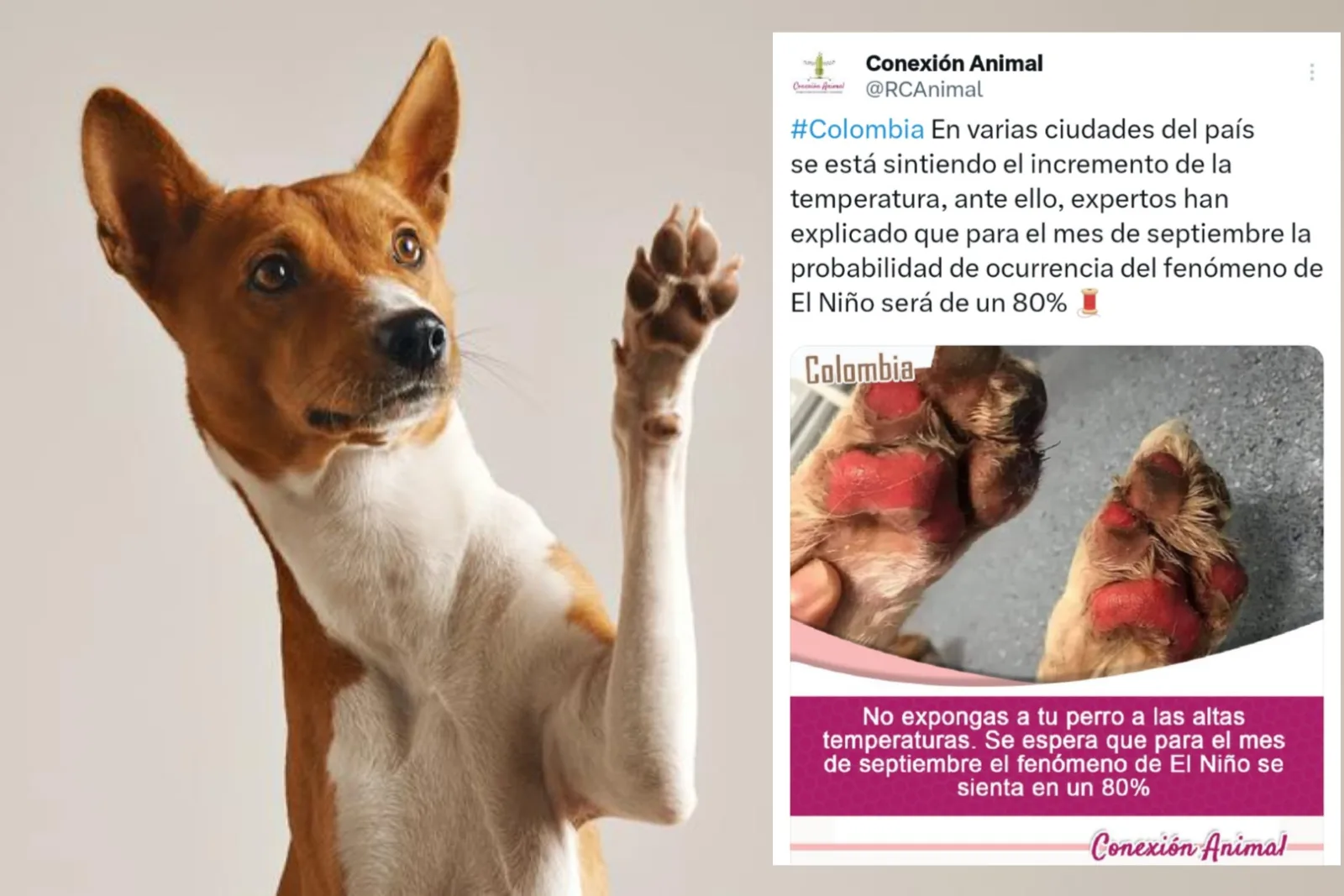 Mascotas