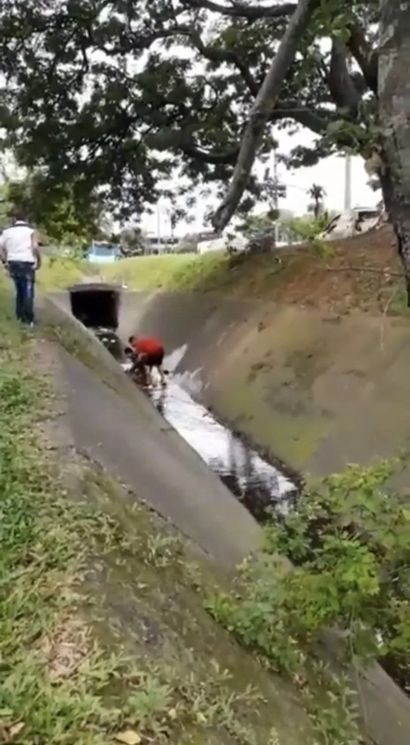 un perro y