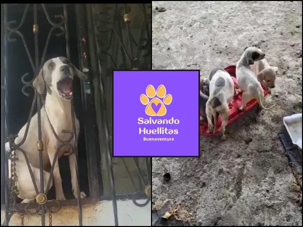 30 perros y la mayoría cachorros en Buenaventura