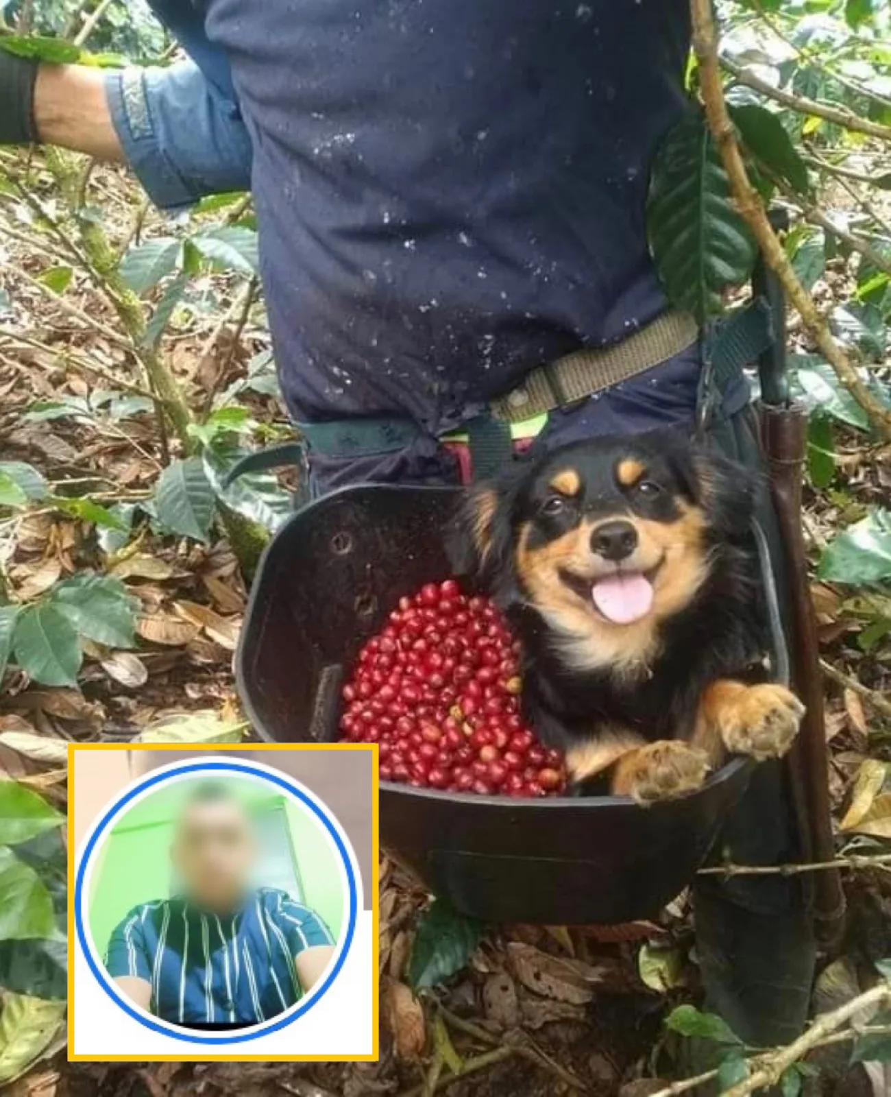 perro recolector de café