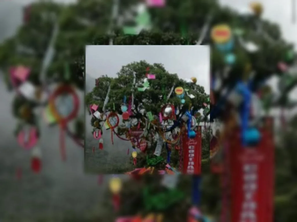 árbol vía Pasto - Mocoa