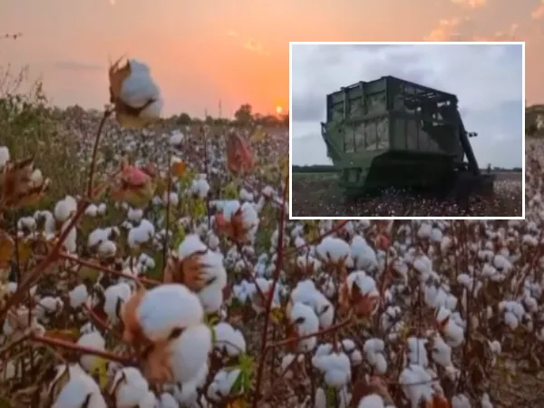 "Después de las lluvias de enero" floreció una nueva cosecha de algodón en Cereté, Córdoba