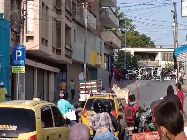 La vaca, desprovista de todo control, emprendió una carrera desenfrenada que la llevó desde el Parque Santander hasta La Pajuela en Sincelejo.