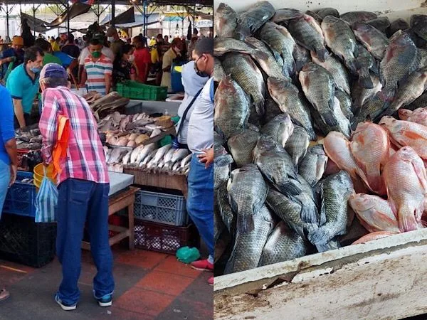 bocachico