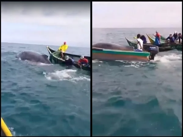 ballena