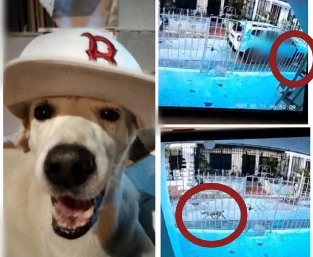 "No necesitamos plata, queremos justicia para Blanco Antonio", perro atropellado en una calle en Soledad, Atlántico