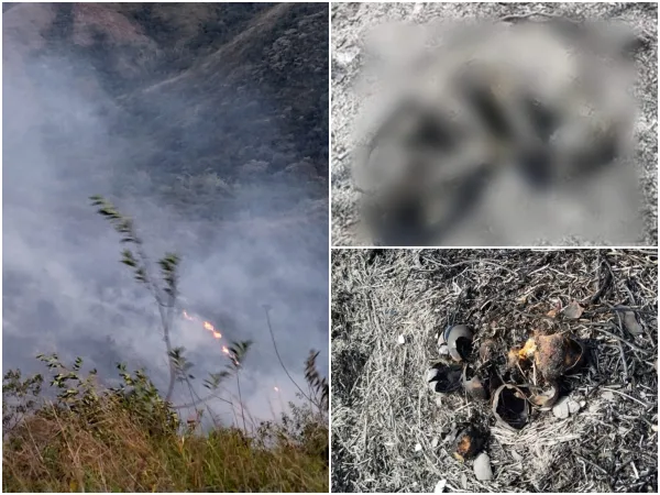 Por el incendio forestal en Yotoco, algunas especies de animales murieron