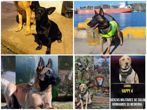 Kenia, Happy y otros perros policías y militares muertos "en acción" o amenazados