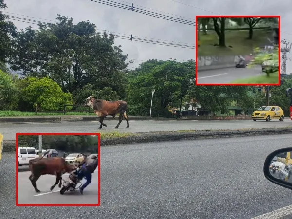 «Tumbó hasta dos motociclista»: El toro que generó tráfico en el norte de Medellín