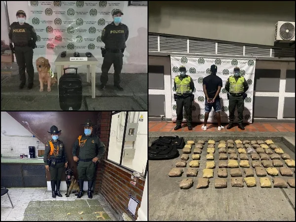 Toro y Lasy, los dos perros que le hicieron caer 'la vuelta' a más de uno, encontraron marihuana y cocaína en Cali