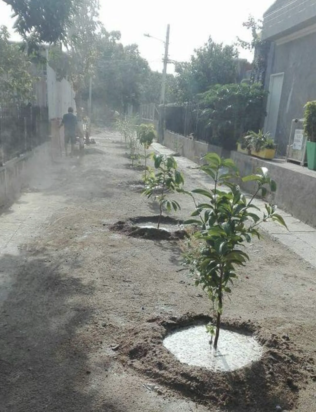 En Santa Marta, comunidad se unió para darle vida a las calles con la siembra de arboles