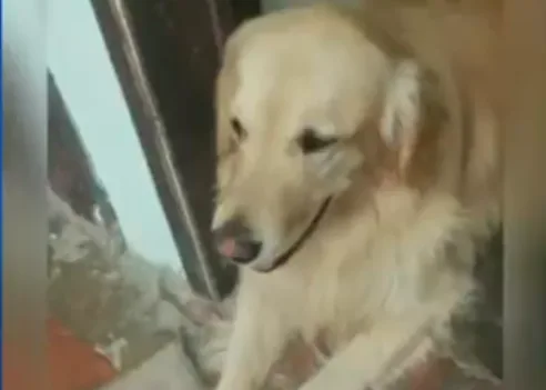Ana