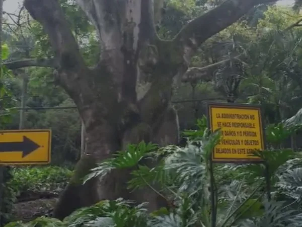 Ceiba bicentenaria en el barrio Bajo Aguacatal recibe tratamiento especial para su conservación