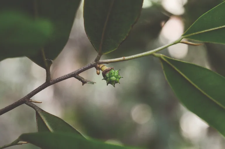 Ocho especies de árboles en riesgo de extinción en Antioquia