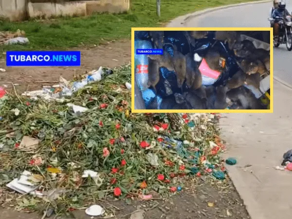 Este punto, a lado de las casetas de flores del cementerio Jardín de La Mercedes de Pasto, se ha convertido en un basurero y hay presencia de ratas que se están comiendo las flores.