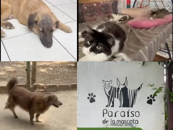 "Refugio y cuidado”: La fundación Paraíso de la Mascota rehabilita y rescata perros y gatos en Cali