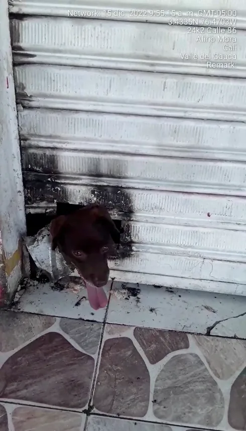 Chocolate