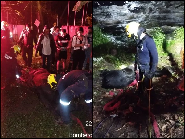 Salió ilesa pero no fue una liberación fácil, yegua rescatada por bomberos de las aguas del río Pance en Cali