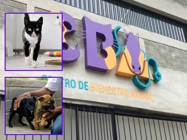 «Aquí puede estar tu amigo peludo»: Jornada de adopción en Cali