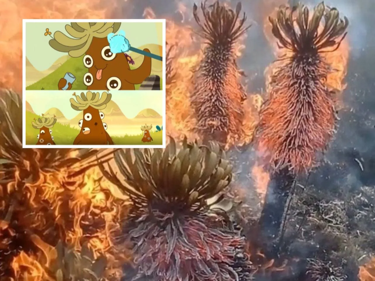 Frailejón Tota incendio páramo