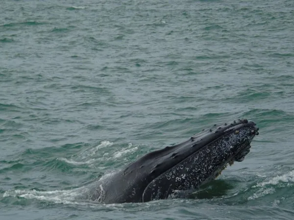 Tumaco ya está listo para el espectáculo de las ballenas que llegan desde la Antártida